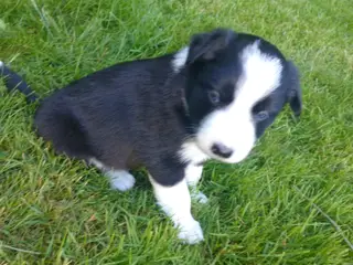 Border Collie hvalpe søger nye kærlige hjem - 3