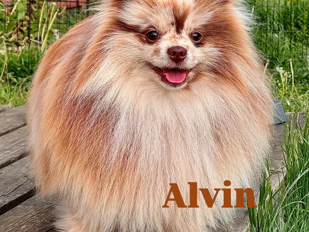 Billede 11 - Pomeranian fluffy