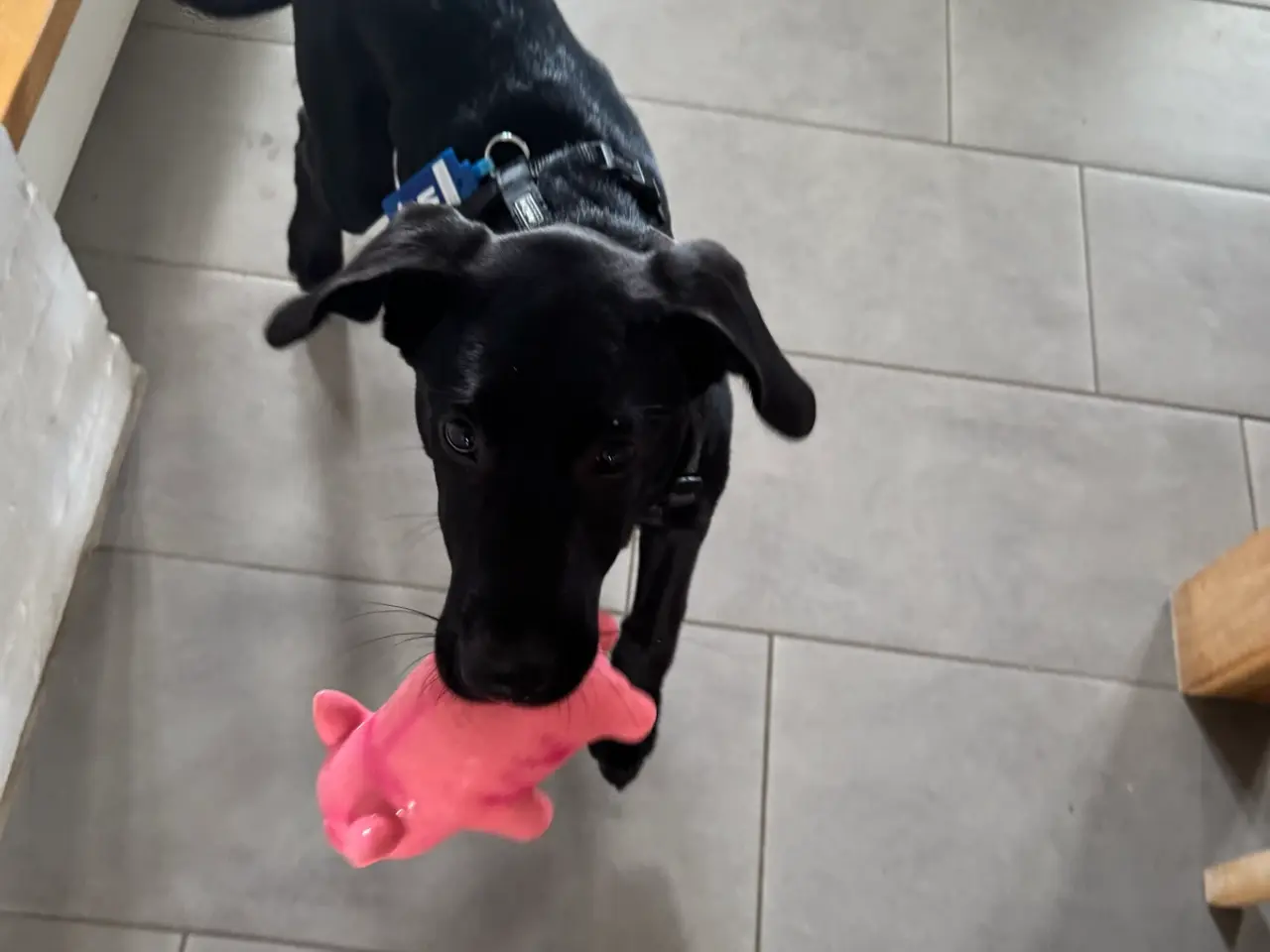 Billede 2 - labrador/malinois-hanhvalp