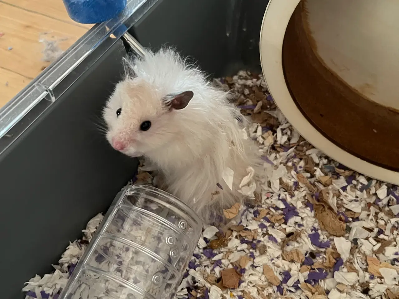 Billede 3 - Guldhamster dreng