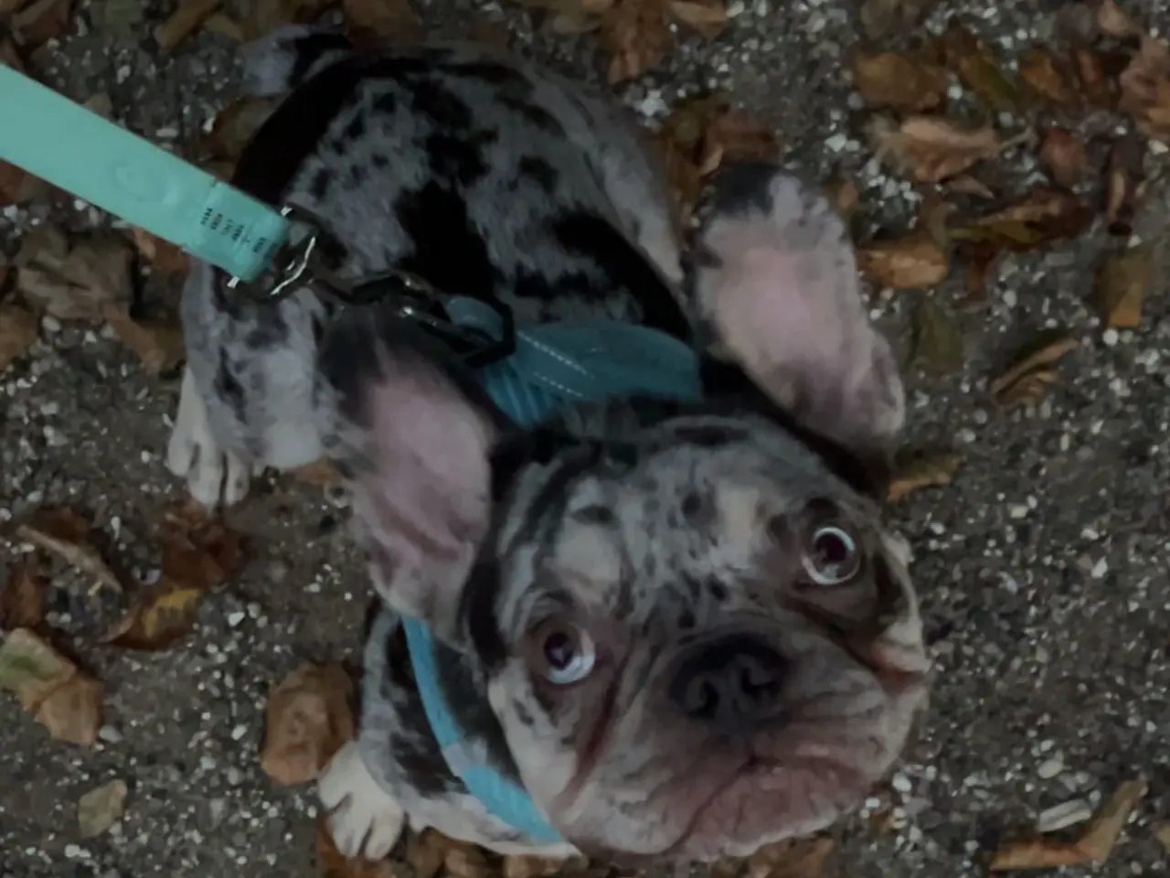 Billede 1 - 🐾Hanhund til avl - IKKE SALG🐾