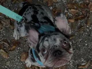 🐾Hanhund til avl - IKKE SALG🐾
