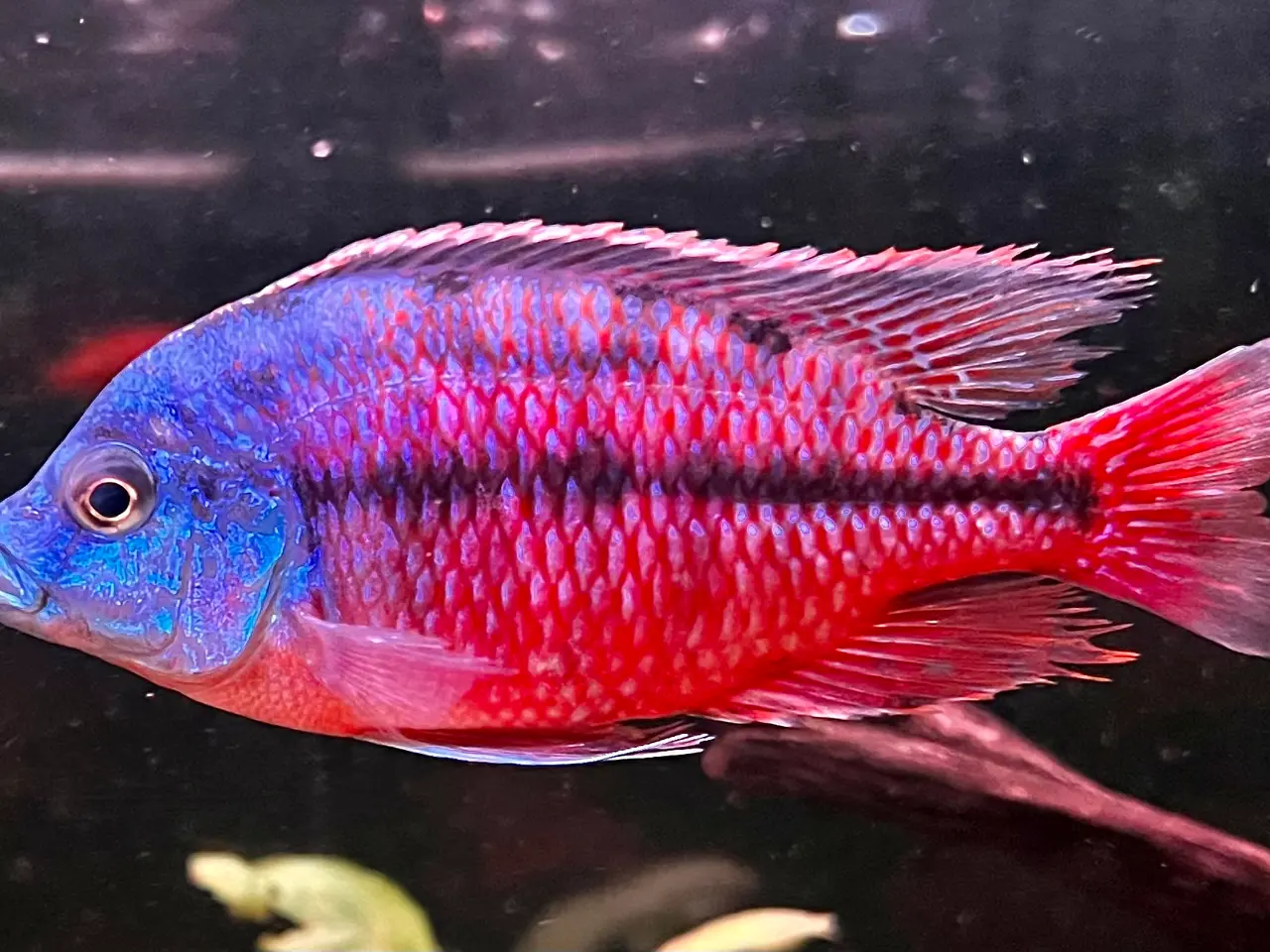 Billede 5 - Red Empress F2 utrolig smukke malawi cichlider