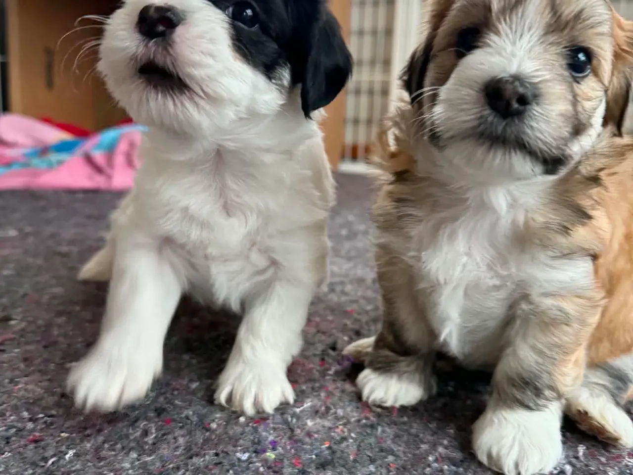 Billede 7 - Smukke bichon havanais hvalpe