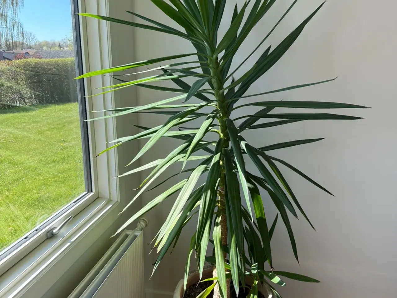 Billede 2 - Yucca Palme 200 cm 