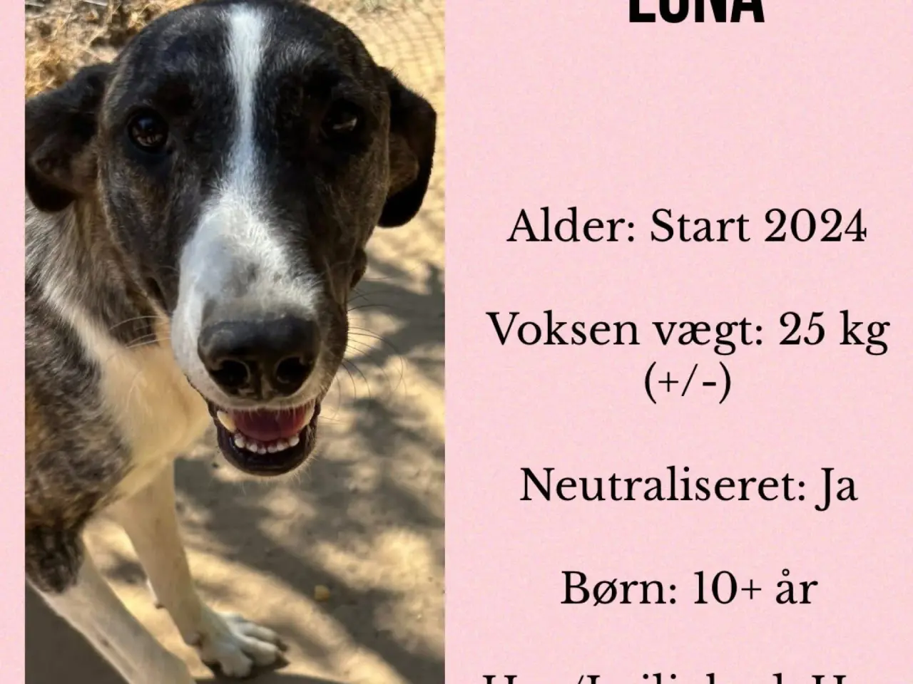 Billede 8 - Luna søger trænings buddy