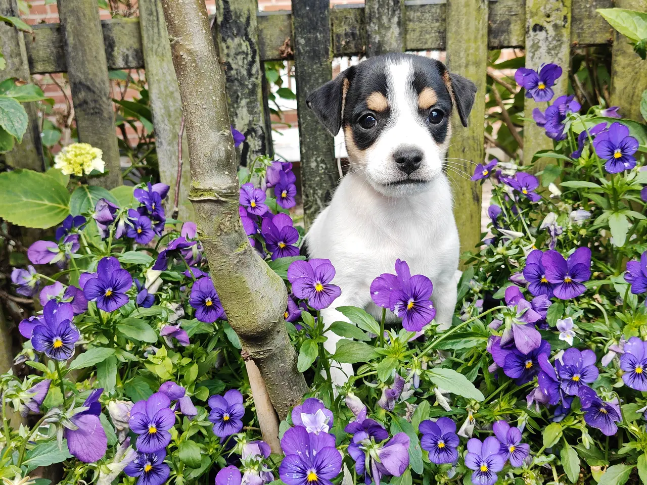 Billede 2 - Baby Rottehund