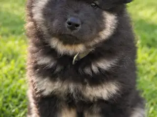 Skønne samojede/eurasier-hvalpe søger kærlige hjem