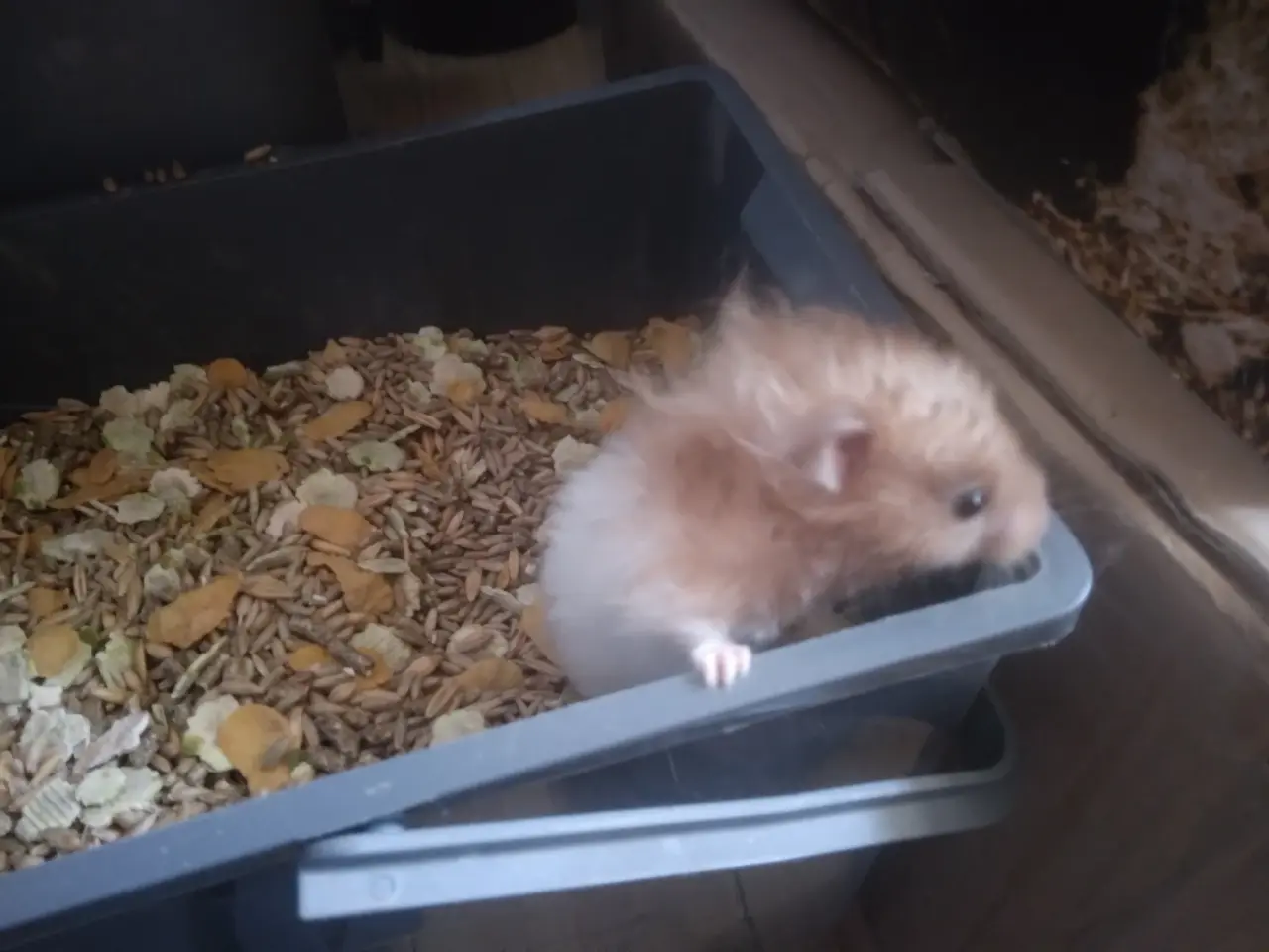 Billede 1 - hamster langhåret 