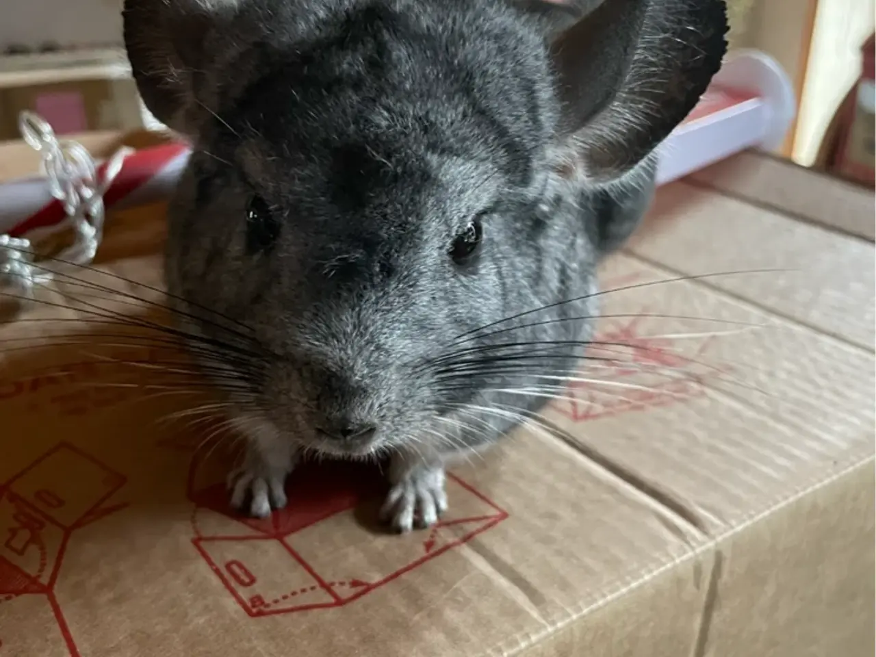 Billede 2 - Søde chinchilla sælges