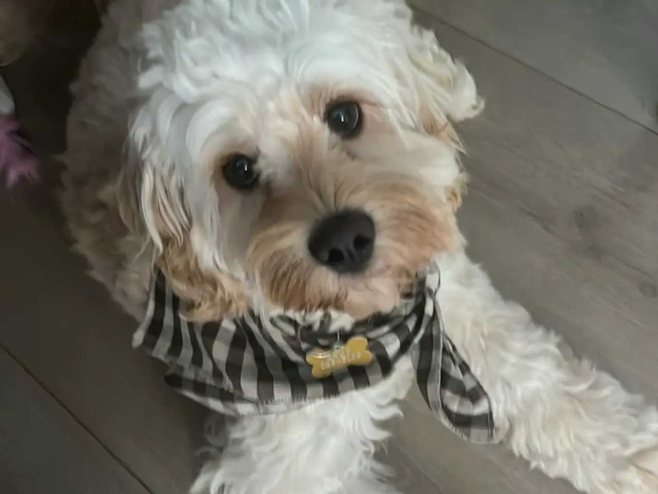 Billede 1 - Cockapoo han