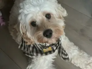 Cockapoo han