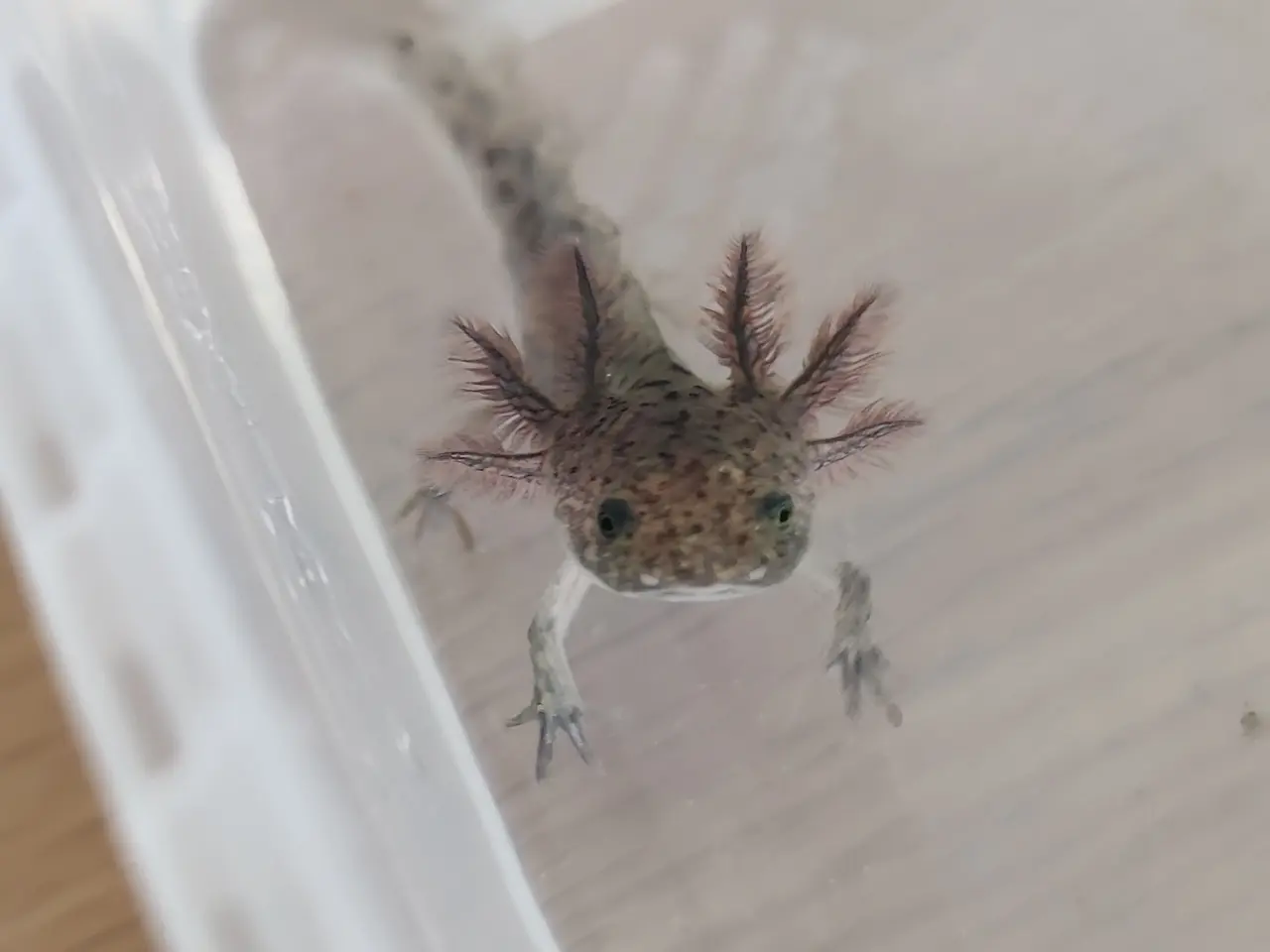 Billede 6 - Axolotl unger