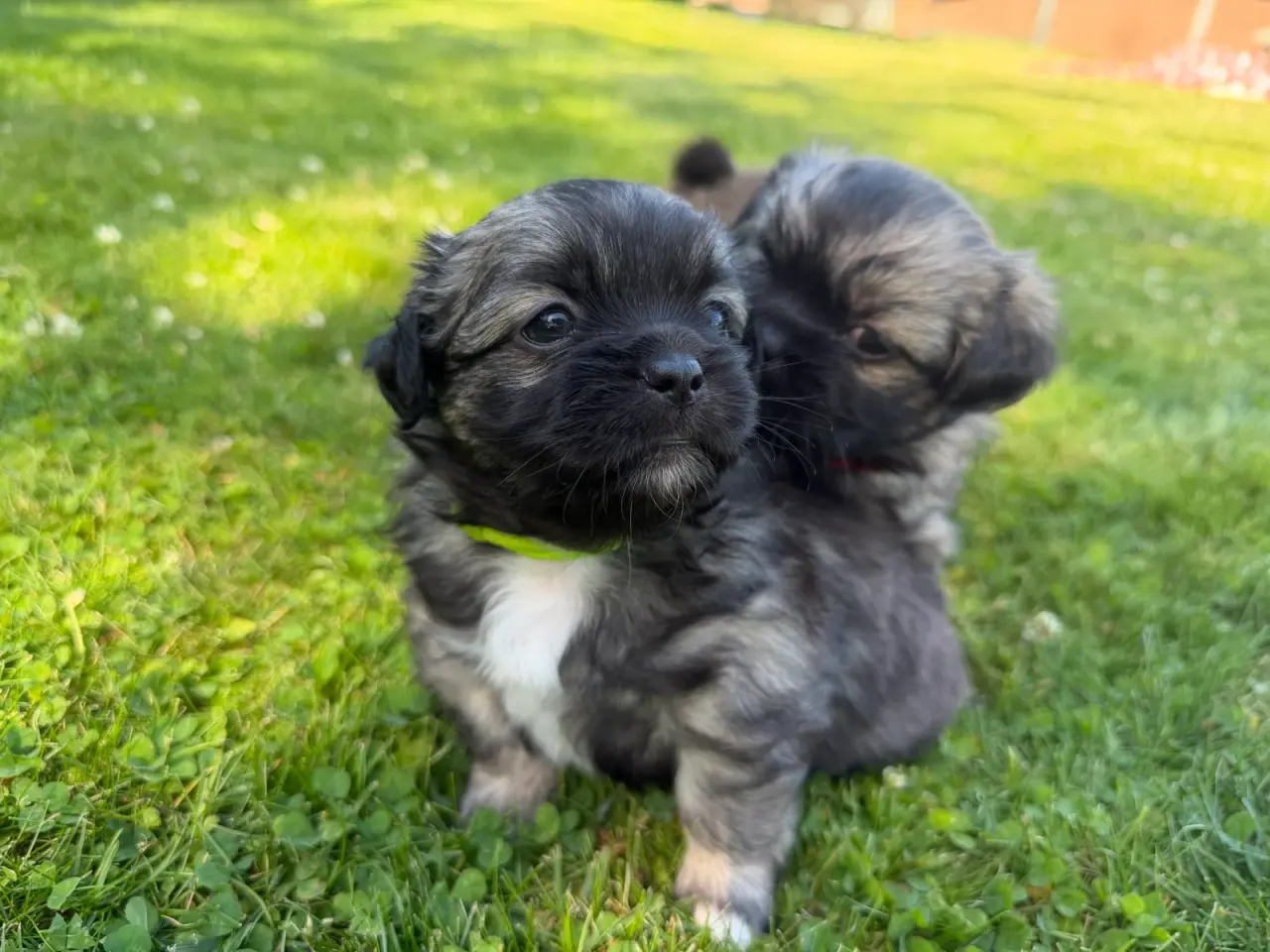 Billede 1 - Tibetansk Spaniel hvalpe