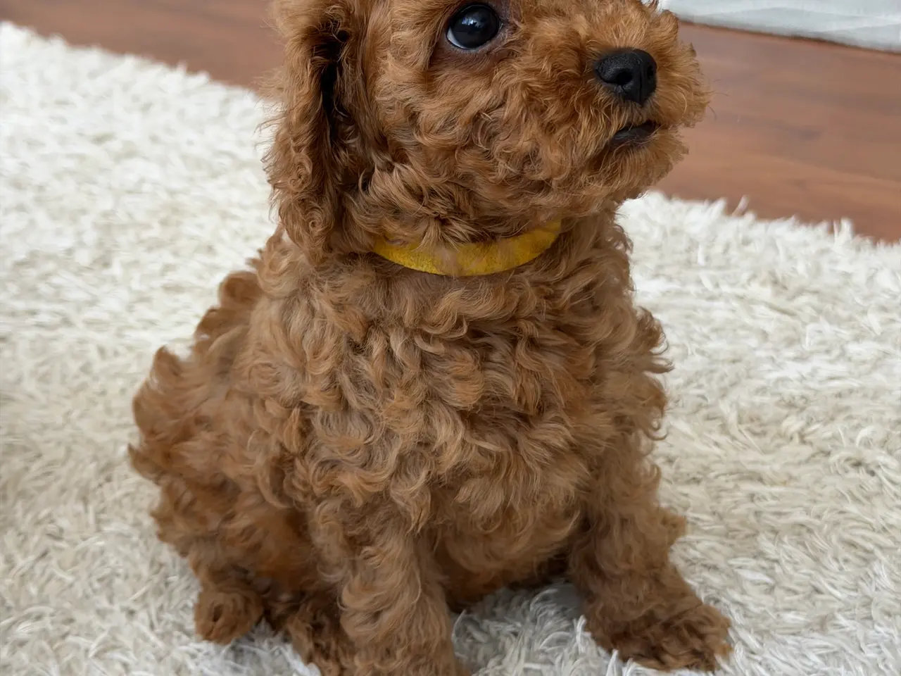 Billede 4 -  Søde Mini Maltipoo hvalpe til salg