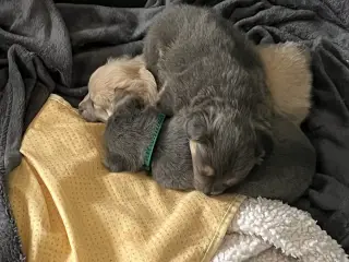 Lækre pomchi hvalpe