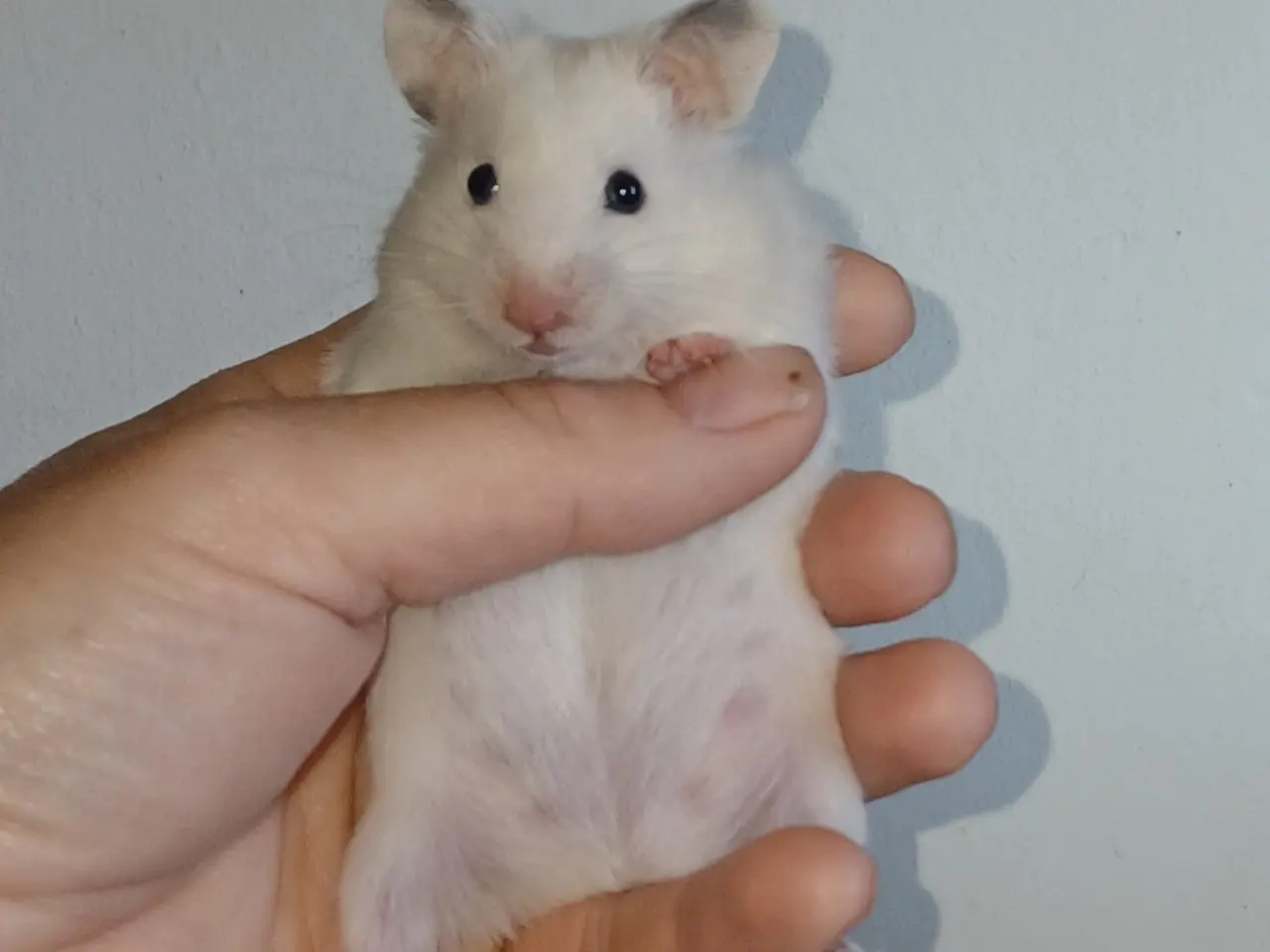 Billede 7 - Guldhamster unger (korthårede)