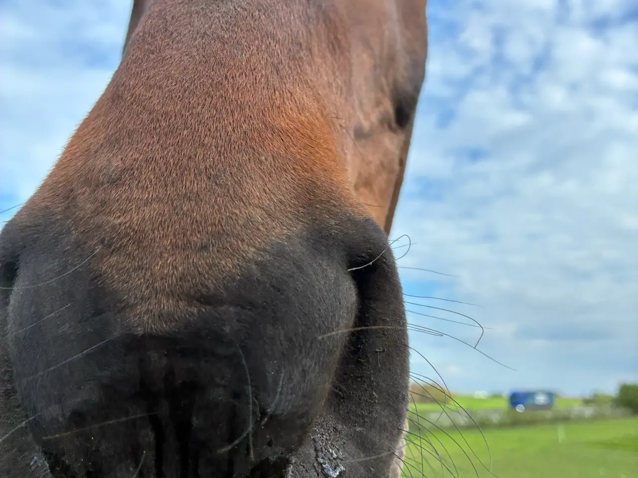 Billede 2 - Hest til salg