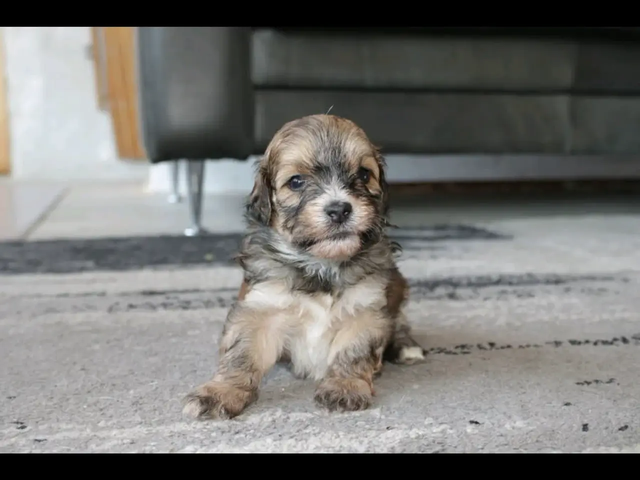 Billede 10 - Shih-poo søger deres næste hjem ❤️