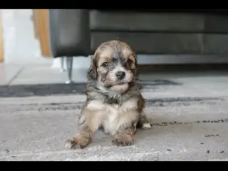Shih-poo søger deres næste hjem ❤️ - 3