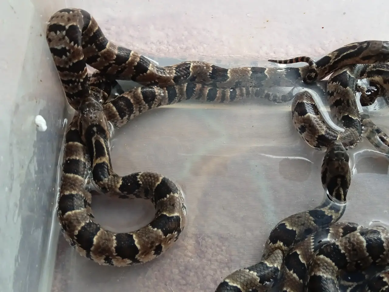 Billede 5 - Falske Vandkobra (Hydrodynastes Gigas)