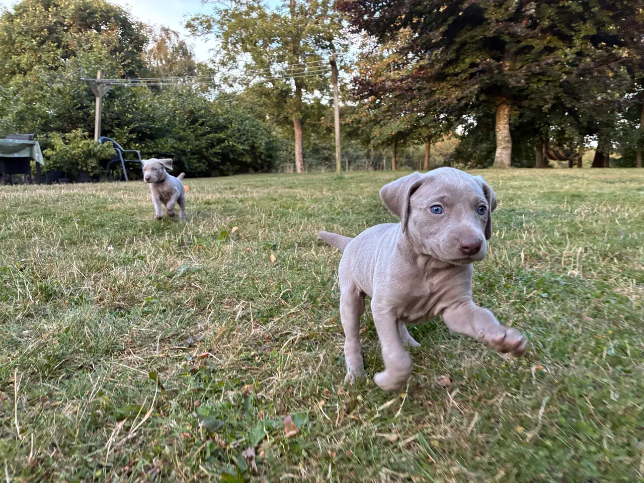 Billede 1 - Weimaraner hvalpe søger nyt hjem.