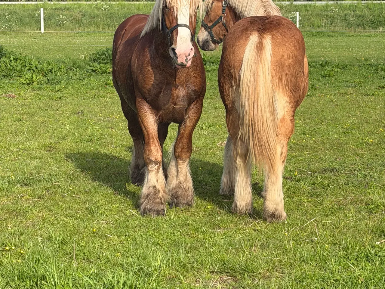 Billede 1 - 2 års jyde hingst 