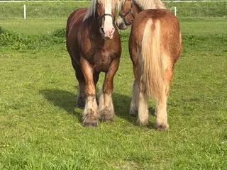 2 års jyde hingst