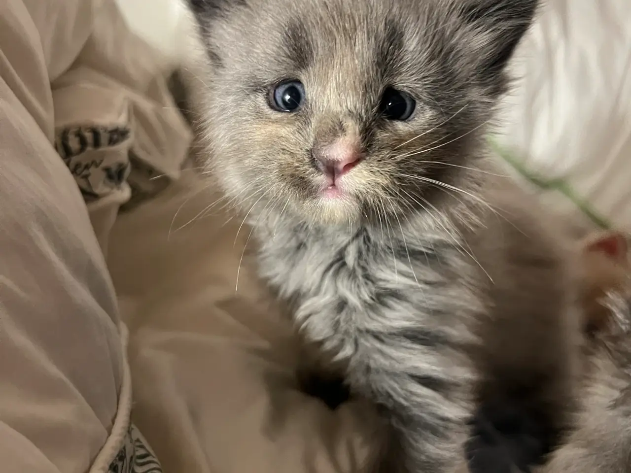 Billede 1 - Lækre racetypiske Maine coon killinger