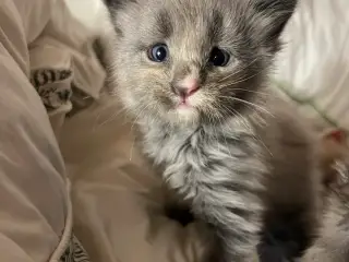 Lækre racetypiske Maine coon killinger 
