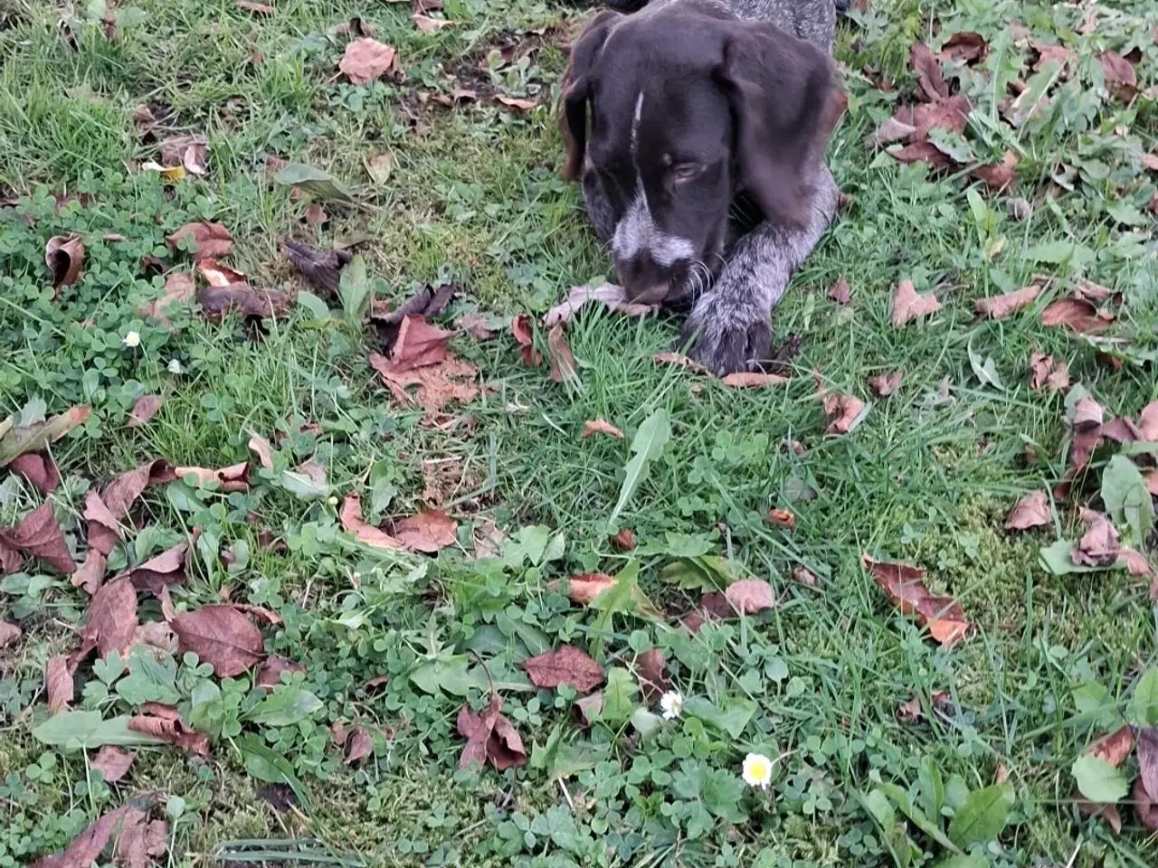 Billede 2 - Ruhåret hønsehund hvalpe