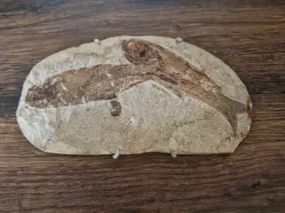 Fossiler fra Brasilien fisk