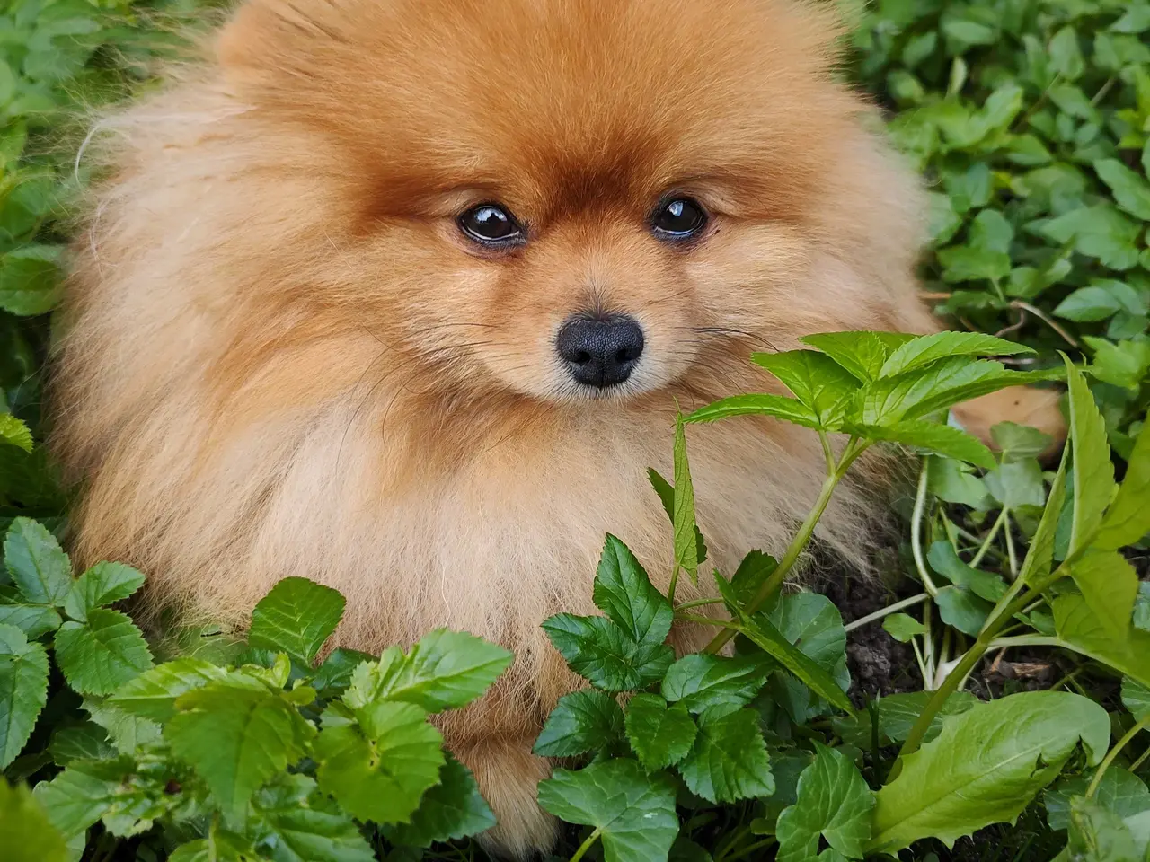 Billede 1 - Mini Pomeranian