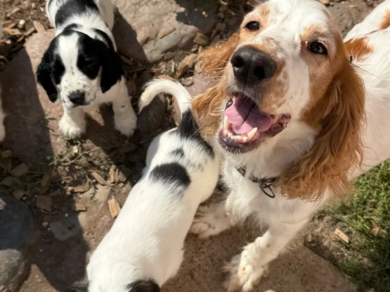 Billede 1 - Cocker Spaniel med Købskontrakt