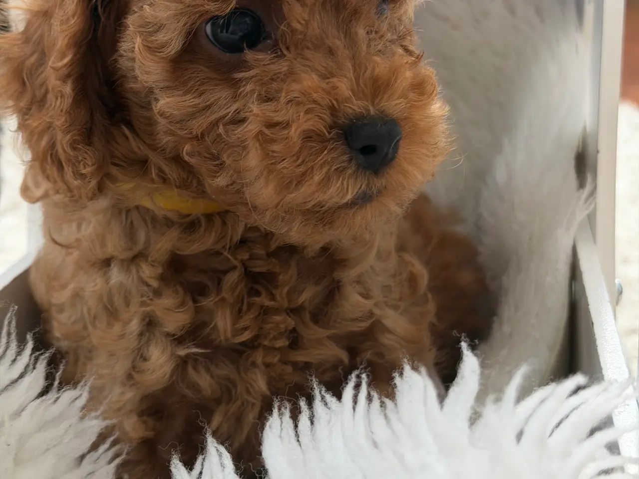 Billede 8 -  Søde Mini Maltipoo hvalpe til salg
