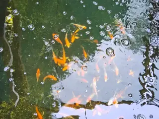Butterfly Koi 