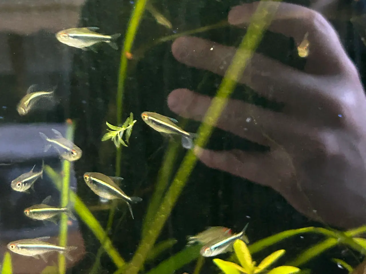 Billede 6 -    🐟🖤  Sorte neonfisk – flotte stimefisk
