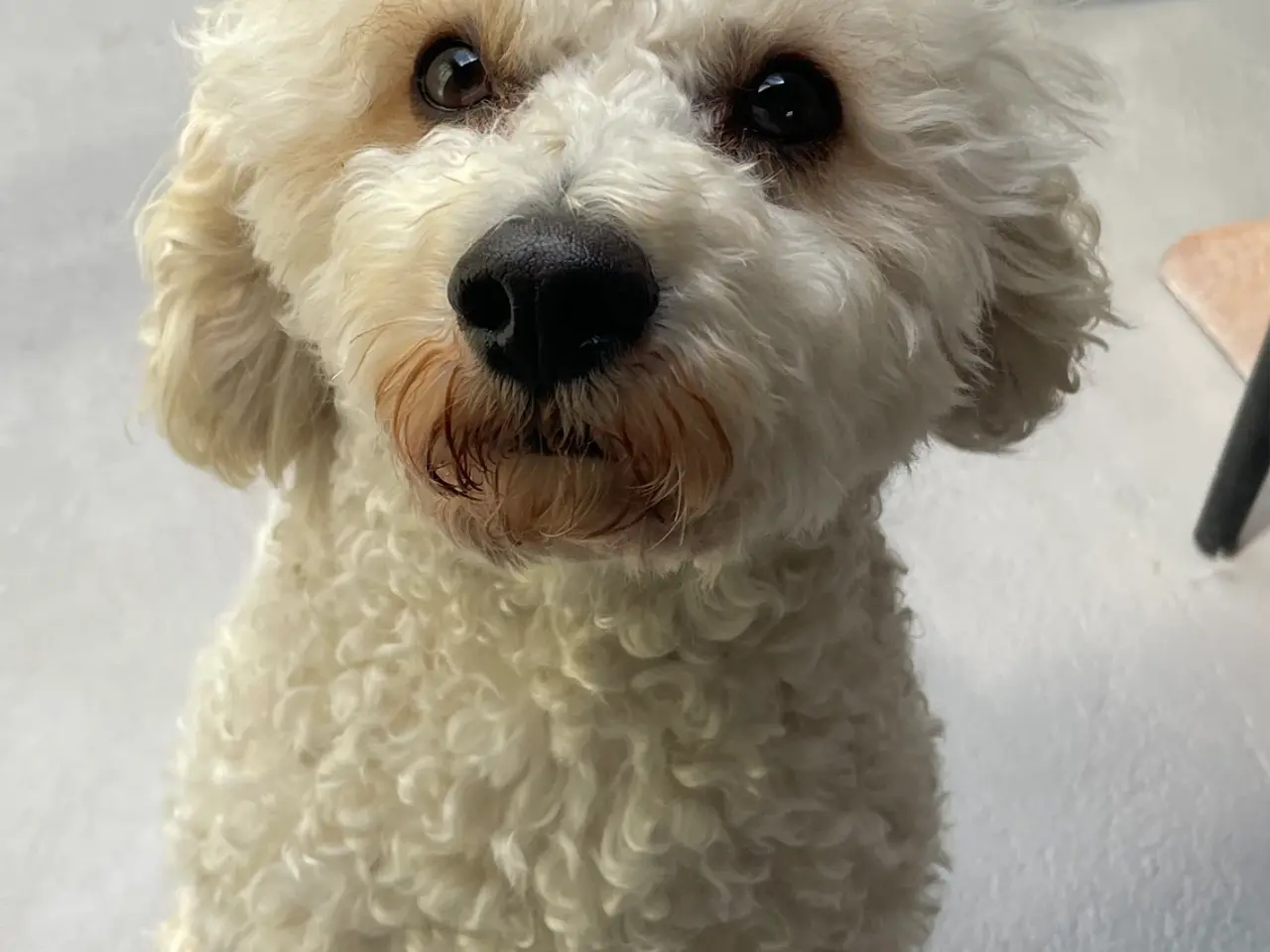 Billede 6 - Cavapoo F1B