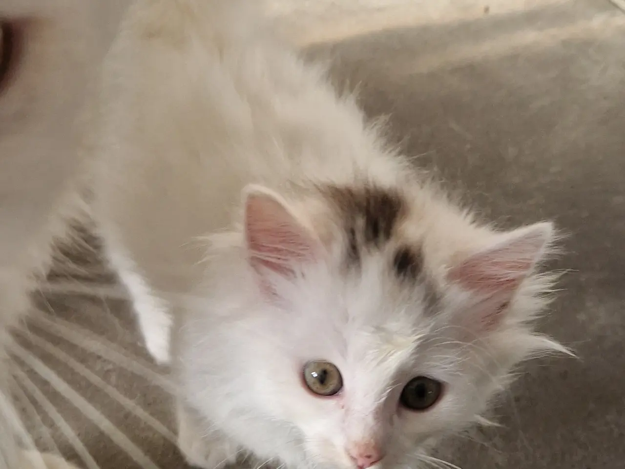 Billede 10 - 🐱❤️ 5 søde og tykke Norsk Skovkat-killinger
