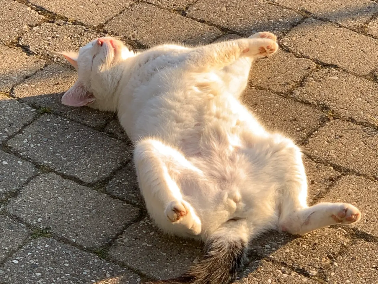 Billede 1 - Hankat Tito ude og inde renlig rolig kat