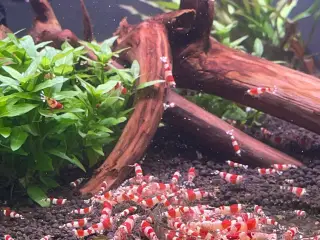 Akvarie reje, Red Crystal caridina rejer