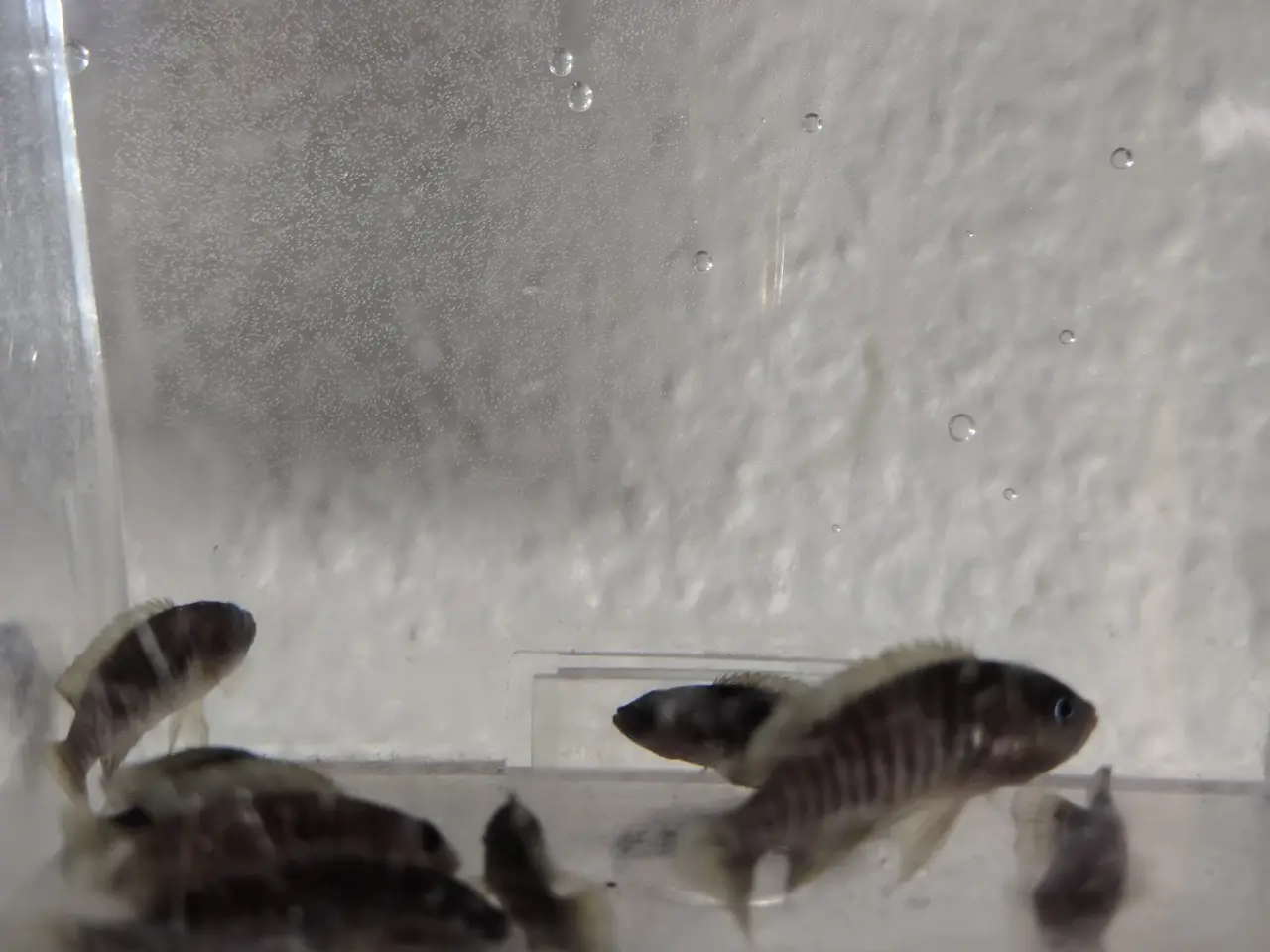 Billede 1 - Neolamprologus multifasciatus cichlide