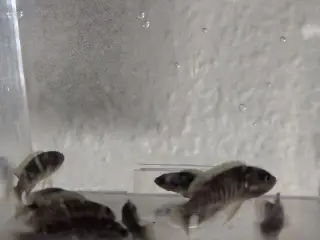 Neolamprologus multifasciatus cichlide
