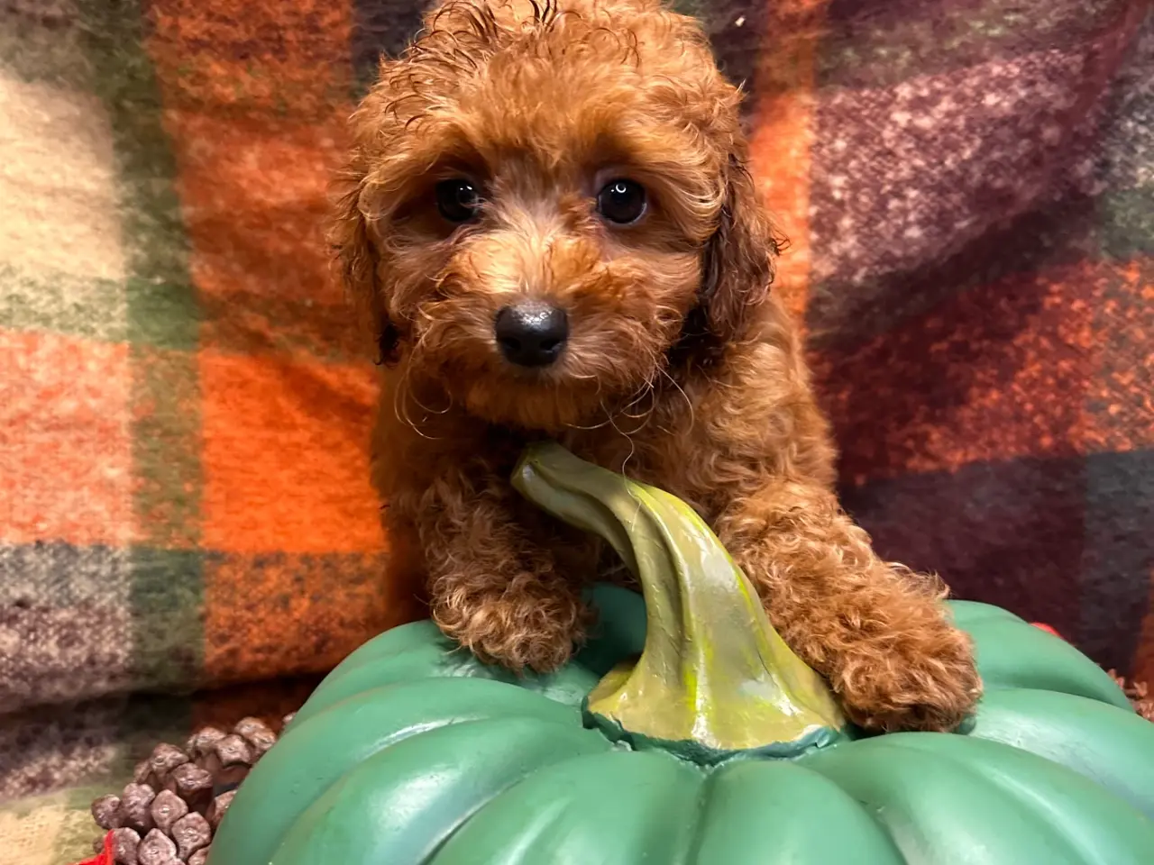 Billede 1 - 🐾maltipoo miniature September 🐾