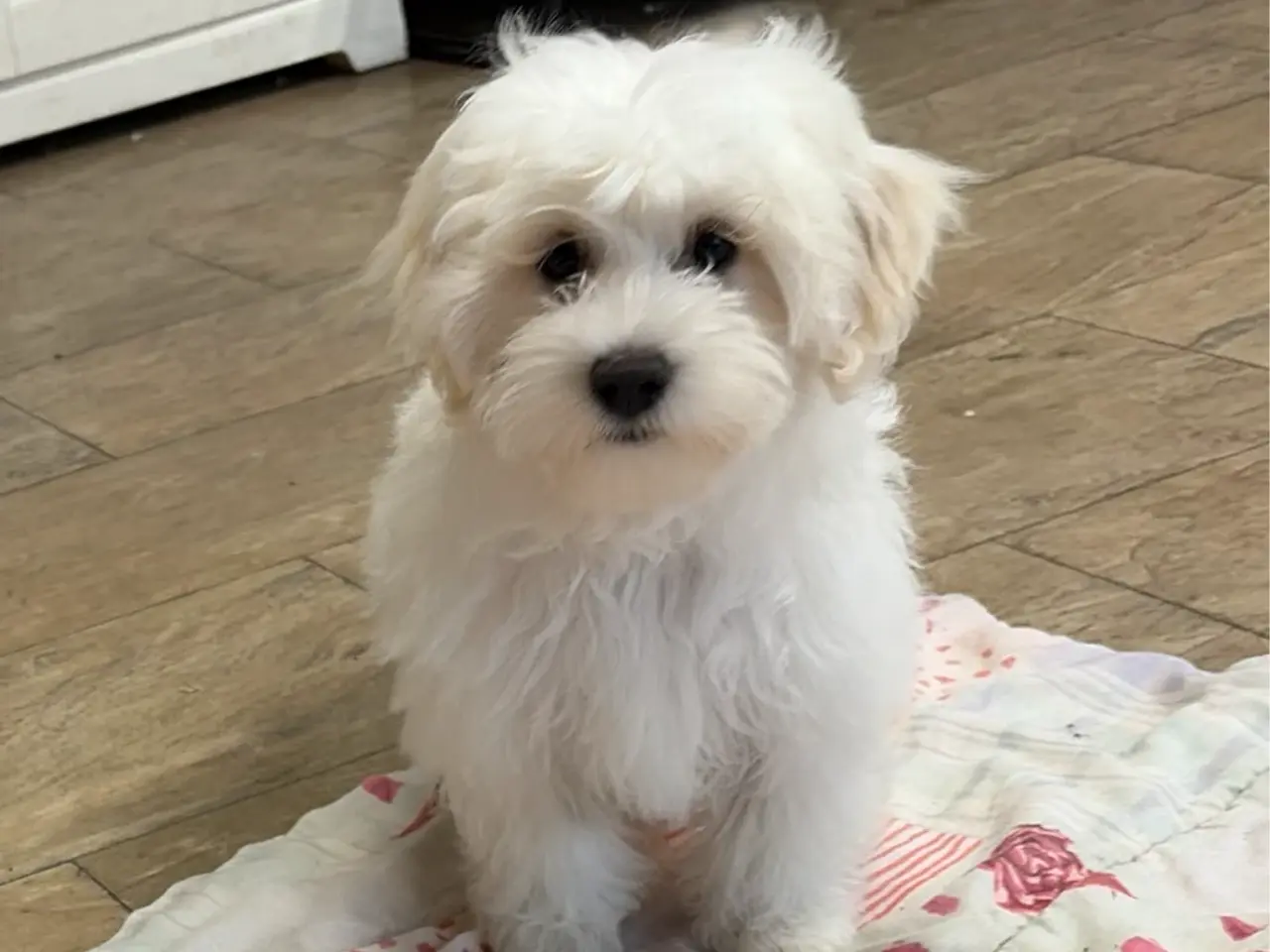 Billede 1 - 1 Maltipoo pige er rejse klar nu !