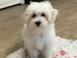 1 Maltipoo pige er rejse klar nu !