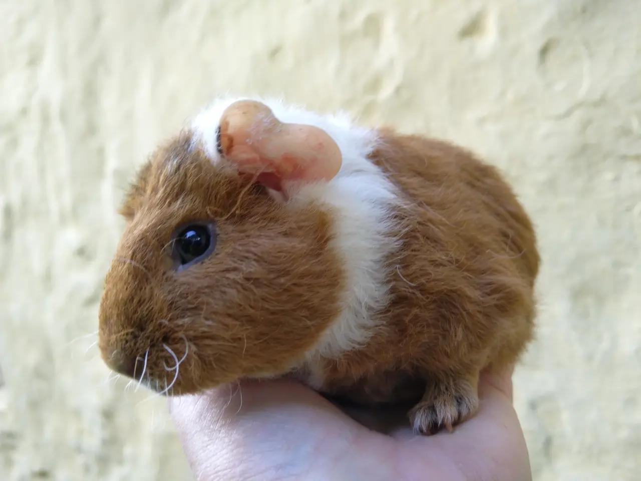 Billede 3 - Teddy han unge til voksen 