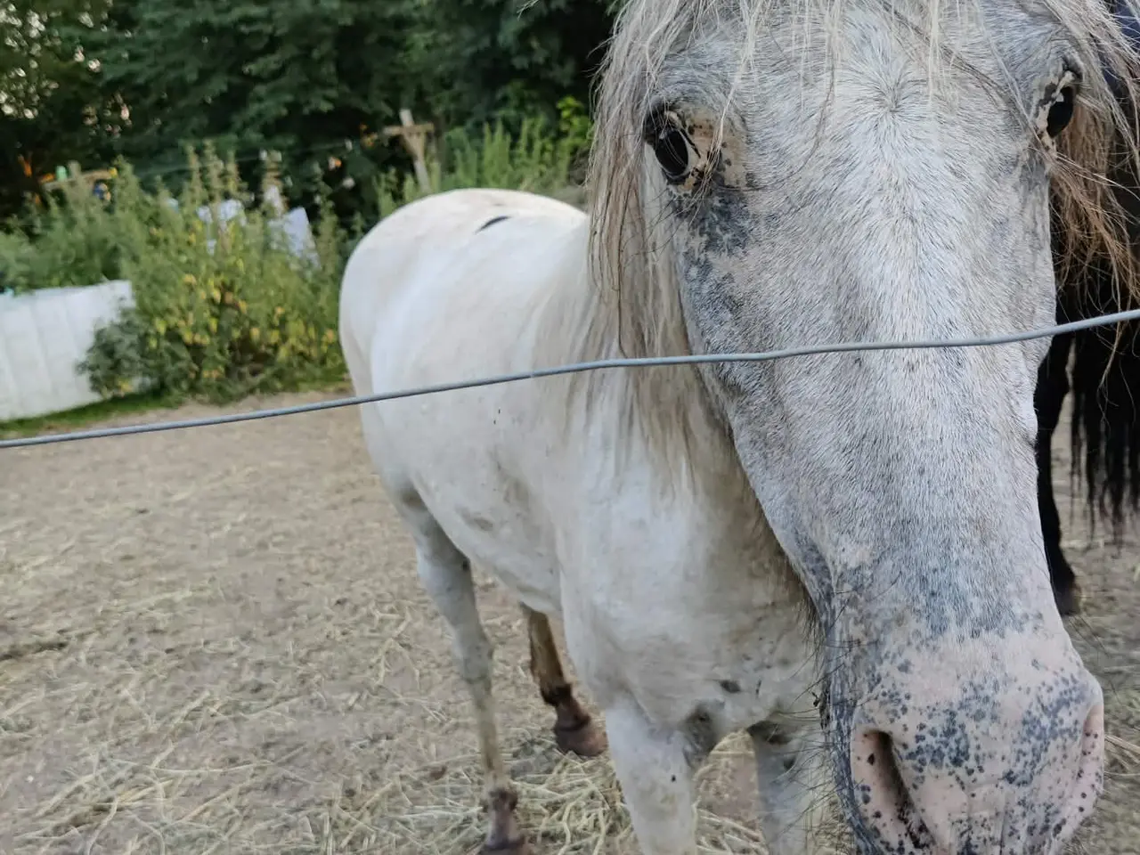 Billede 2 - Sød lille ædel pony