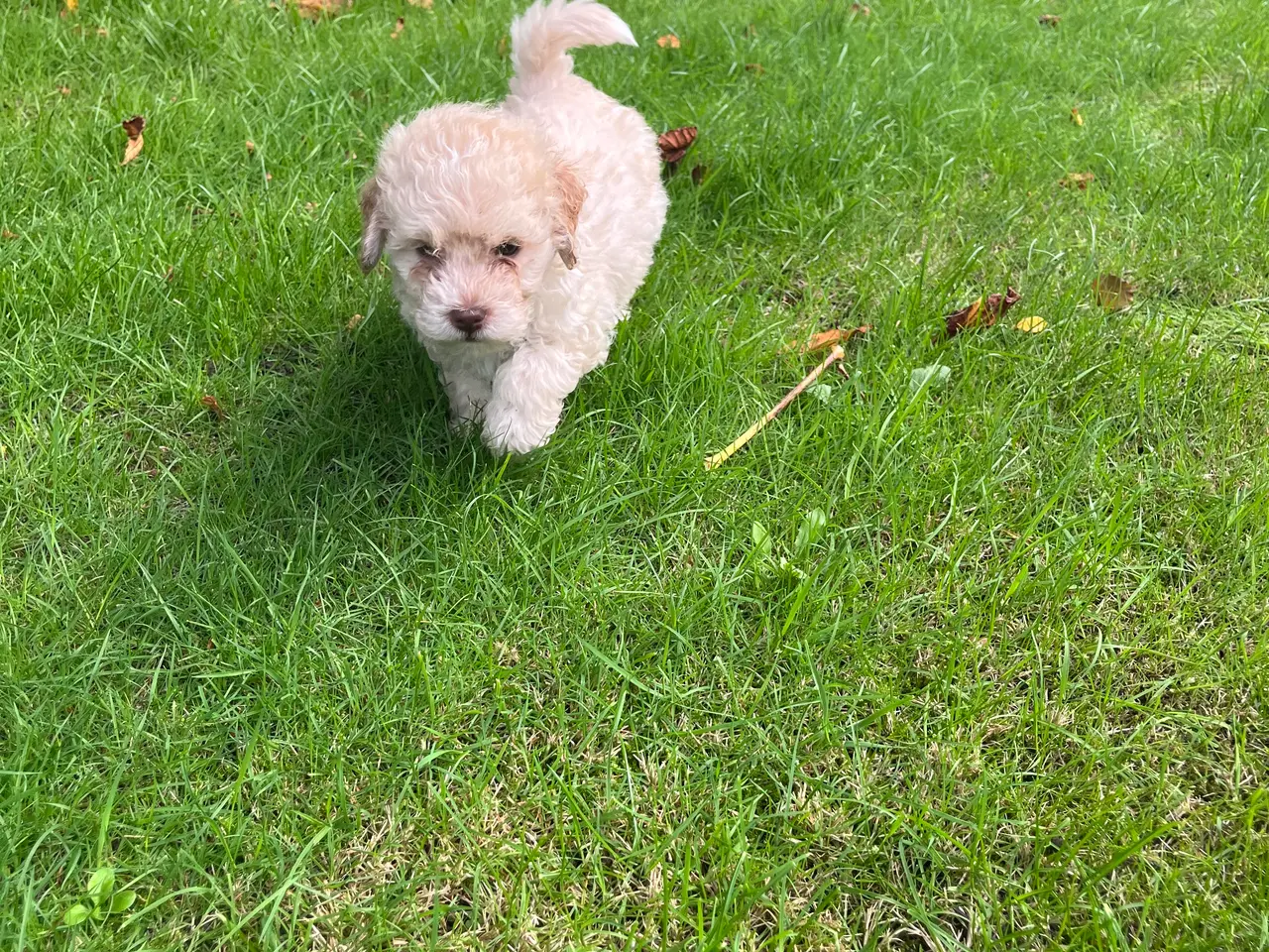 Billede 5 - Labradoodle hvalpe (hanner)