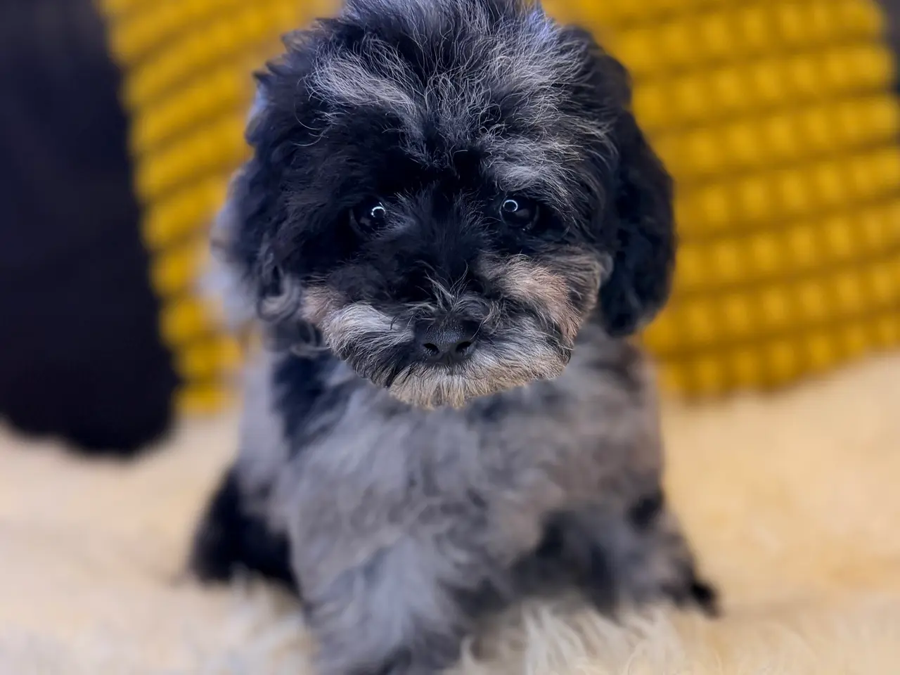 Billede 4 - Cockapoo F1B
